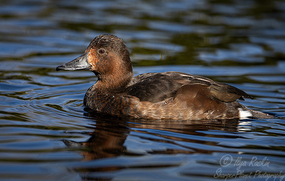 346 Ferruginous duck female (Aythya nyroca) - Ripley Waterfowl Conservancy CT