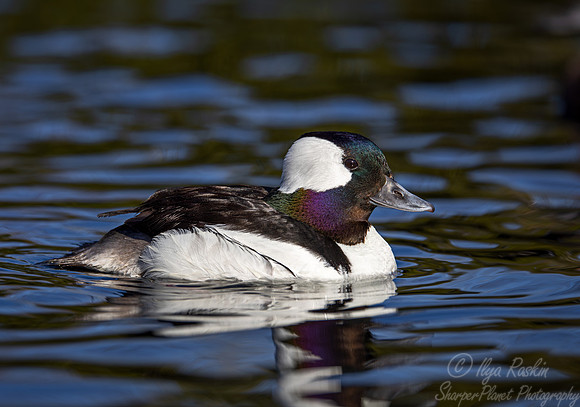 347 Bufflehead duck male (Bucephala albeola) - Ripley Waterfowl Conservancy CT