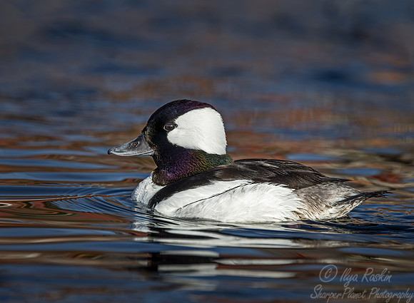 348 Bufflehead duck male (Bucephala albeola) - Ripley Waterfowl Conservancy CT