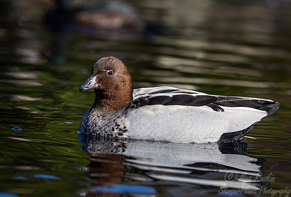 352 Australian wood duck (Chenonetta jubata) - Ripley Waterfowl Conservancy CT