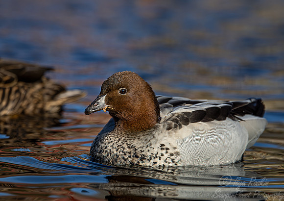 351 Australian wood duck (Chenonetta jubata) - Ripley Waterfowl Conservancy CT