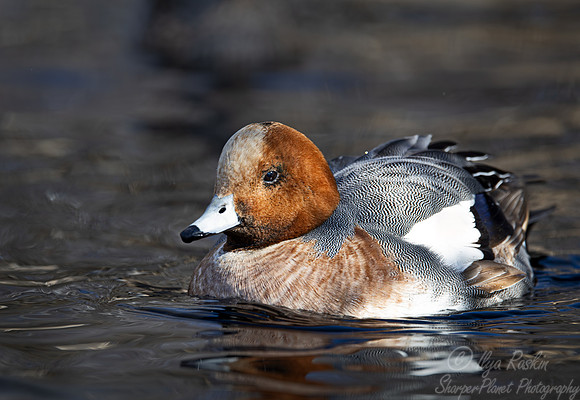 358 Eurasian wigeon male (Mareca penelope) - Ripley Waterfowl Conservancy CT