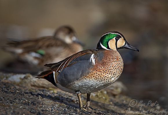 361 Baikal teal male (Sibirionetta formosa) - Ripley Waterfowl Conservancy CT