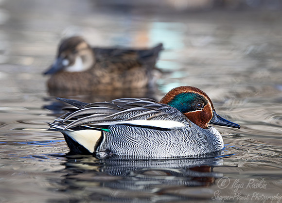 368 Green-winged teal male (Anas carolinensis) - Ripley Waterfowl Conservancy CT