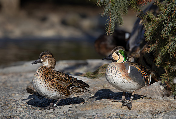 366 Baikal teals male and female (Sibirionetta formosa) - Ripley Waterfowl Conservancy CT