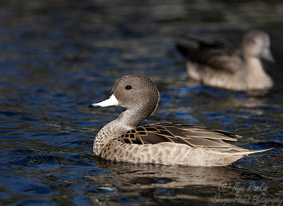 371 South Georgia pintail (Anas georgica georgica) female (Anas acuta) - Ripley Waterfowl Conservancy CT