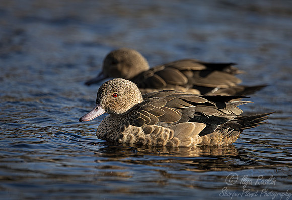 372 Madagascar teal (Anas bernieri) - Ripley Waterfowl Conservancy CT