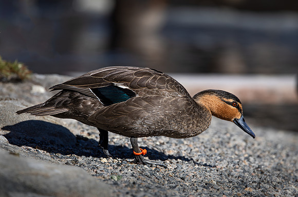 375 Philippine duck (Anas Luzonica) - Ripley Waterfowl Conservancy CT