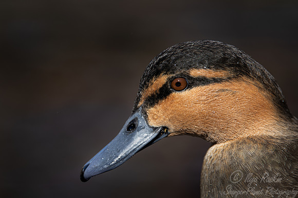 374 Philippine duck (Anas Luzonica) - Ripley Waterfowl Conservancy CT