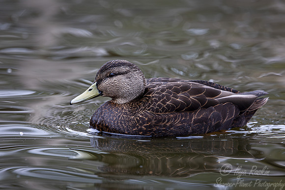 377 American black duck (Anas rubripes) - Ripley Waterfowl Conservancy CT