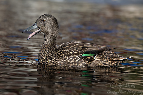 380 Meller's duck (Anas melleri) - Ripley Waterfowl Conservancy CT