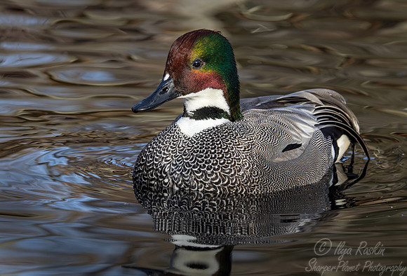 382 Falcated duck male (Anas falcata) - Ripley Waterfowl Conservancy CT