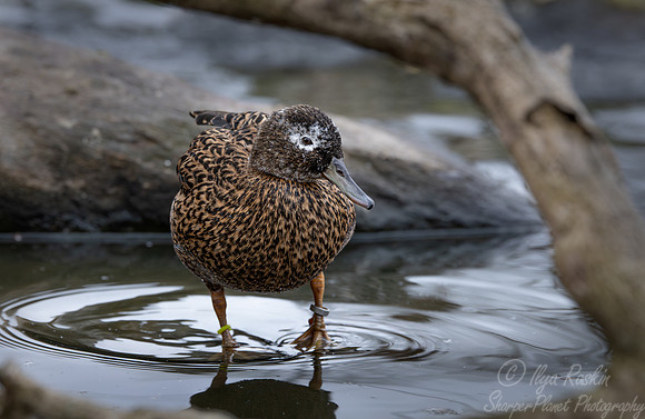 386 Laysan duck (Anas laysanensis) - Ripley Waterfowl Conservancy CT