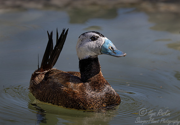 391 White-headed duck male (Oxyura leucocephala) - Ripley Waterfowl Conservancy CT