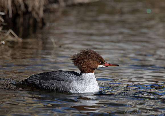 395 Common merganser female (Mergus merganser) - Ripley Waterfowl Conservancy CT
