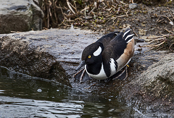 399 Hooded merganser male (Lophodytes cucullatus) - Ripley Waterfowl Conservancy CT