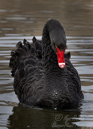 401 Black swan (Cygnus atratus) - Ripley Waterfowl Conservancy CT