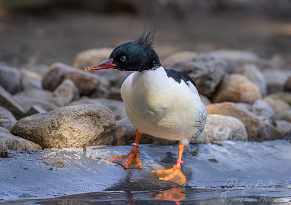 398 Scaly-sided merganser (Mergus squamatus) - Ripley Waterfowl Conservancy CT