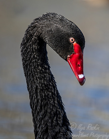 402 Black swan (Cygnus atratus) - Ripley Waterfowl Conservancy CT