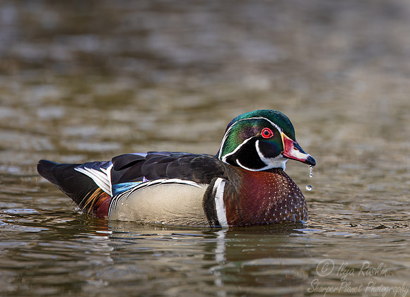 404 Wood duck male (Aix sponsa) - Ripley Waterfowl Conservancy CT