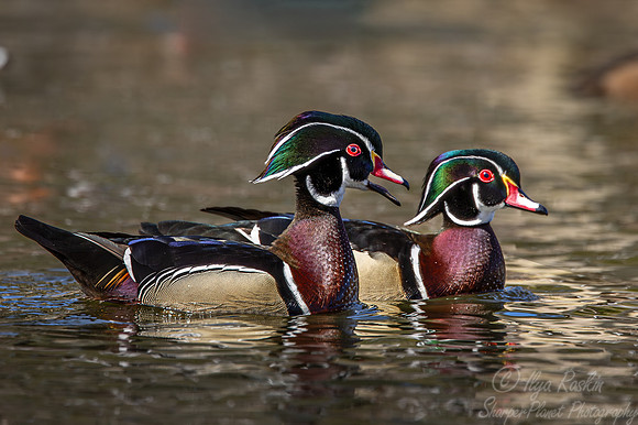 409 Wood ducks males (Aix sponsa) - Ripley Waterfowl Conservancy CT