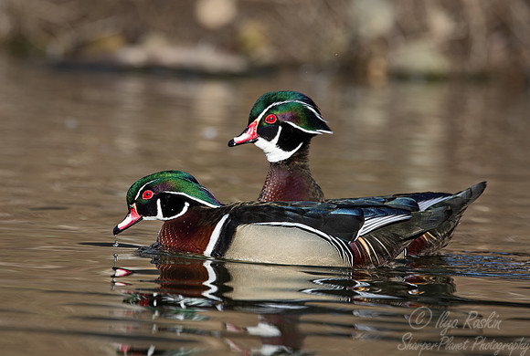 408 Wood ducks males (Aix sponsa) - Ripley Waterfowl Conservancy CT