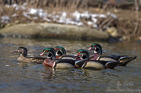 412 Wood ducks (Aix sponsa) - Ripley Waterfowl Conservancy CT