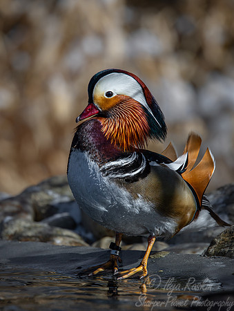 416 Mandarin duck male (Aix galericulata) - Ripley Waterfowl Conservancy CT
