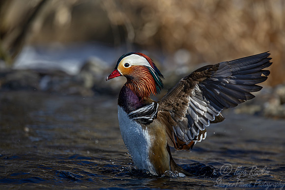 415 Mandarin duck male (Aix galericulata) - Ripley Waterfowl Conservancy CT