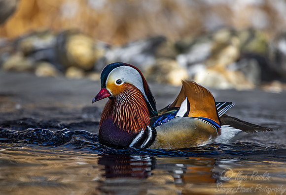 417 Mandarin duck male (Aix galericulata) - Ripley Waterfowl Conservancy CT