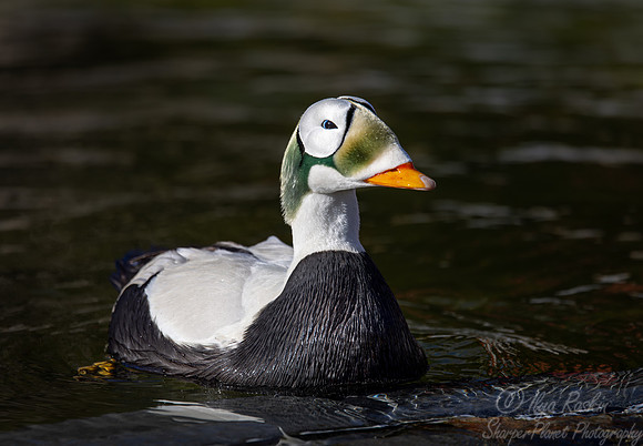 421 Spectacled eider (Somateria fischeri) - Ripley Waterfowl Conservancy CT