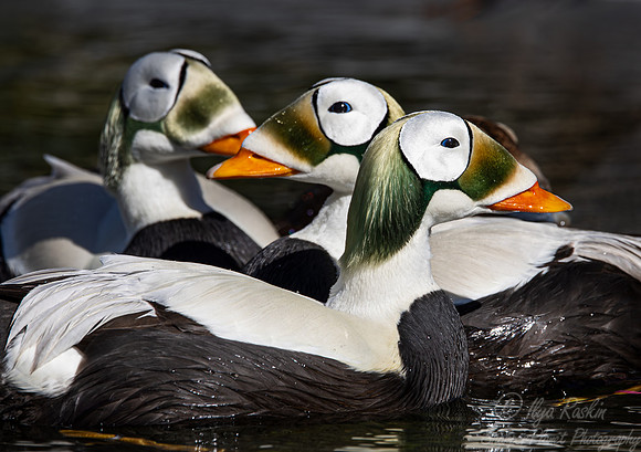 422 Spectacled eiders (Somateria fischeri) - Ripley Waterfowl Conservancy CT