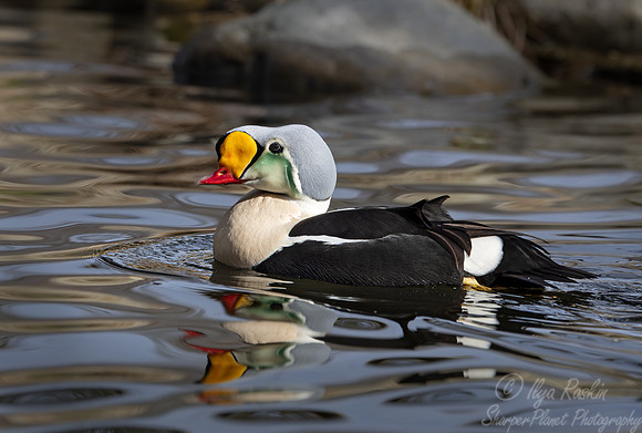 425 King eider male (Somateria spectabilis) - Ripley Waterfowl Conservancy CT