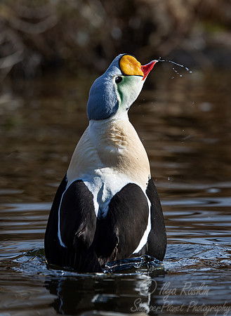 428 King eider male (Somateria spectabilis) - Ripley Waterfowl Conservancy CT