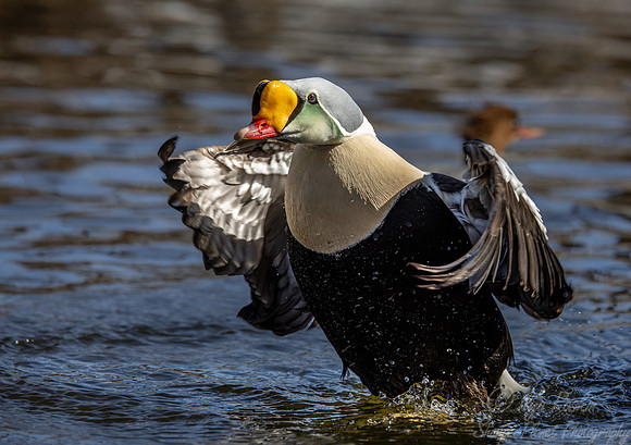 431 King eider male (Somateria spectabilis) - Ripley Waterfowl Conservancy CT