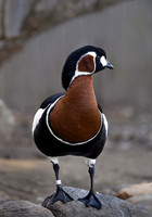 2023 Ripley Waterfowl Conservancy - CT