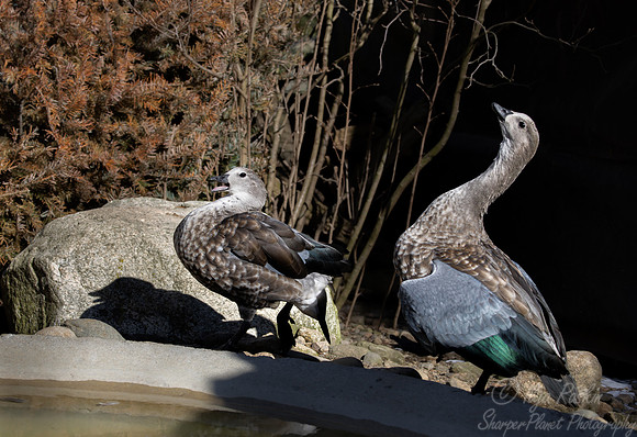 440 Blue-winged Geese (Cyanochen cyanoptera) - Ripley Waterfowl Conservancy CT