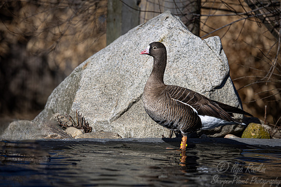 441 Lesser white-fronted Goose (Anser erythropus) - Ripley Waterfowl Conservancy CT