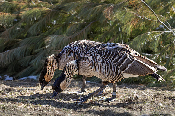 447 Hawaiian geese or Nene (Branta sandvicensis) - Ripley Waterfowl Conservancy CT