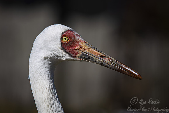 990 Siberian crane (Leucogeranus leucogeranus) - Ripley Waterfowl Conservancy CT