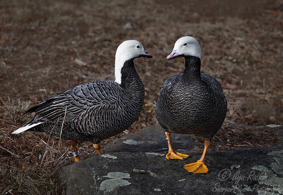 444 Emperor geese (Anser canagicus) - Ripley Waterfowl Conservancy CT