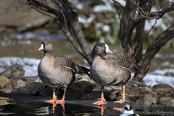 442 Lesser white-fronted Geese (Anser erythropus) - Ripley Waterfowl Conservancy CT