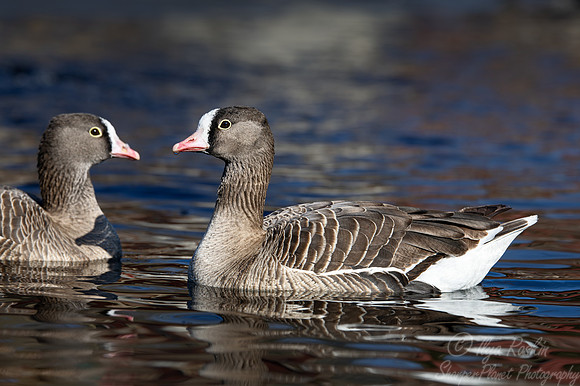 443 Lesser white-fronted Geese (Anser erythropus) - Ripley Waterfowl Conservancy CT