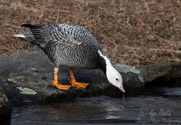 446 Emperor goose (Anser canagicus) - Ripley Waterfowl Conservancy CT