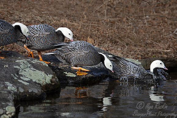 445 Emperor geese (Anser canagicus) - Ripley Waterfowl Conservancy CT