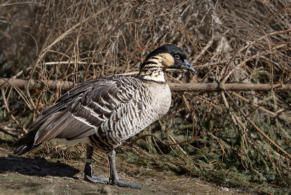 448 Hawaiian goose or Nene (Branta sandvicensis) - Ripley Waterfowl Conservancy CT