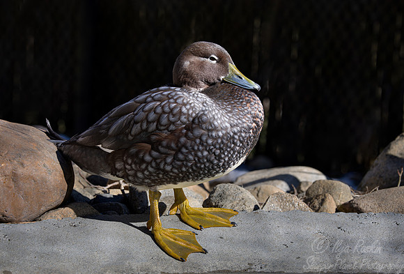 316 Flying steamer duck (Tachyeres patachonicus) - Ripley Waterfowl Conservancy CT