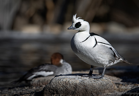 317 Smew male (Mergellus asbellus) - Ripley Waterfowl Conservancy CT