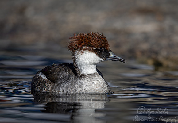 320 Smew female (Mergellus asbellus) - Ripley Waterfowl Conservancy CT