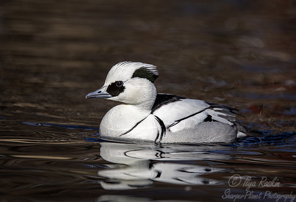 318 Smew male (Mergellus asbellus) - Ripley Waterfowl Conservancy CT